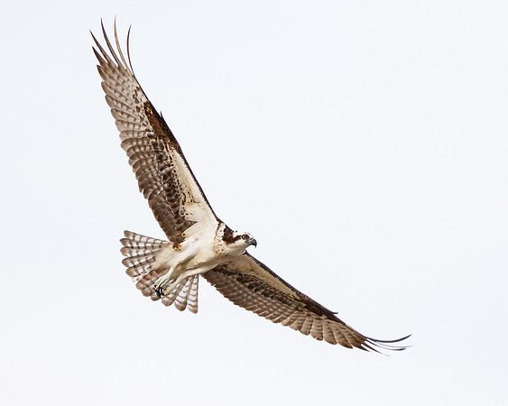 Osprey