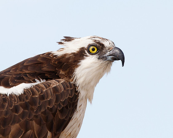 Osprey