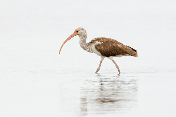 White Ibis