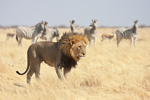 Lion, being watched by Zebra & Springbok