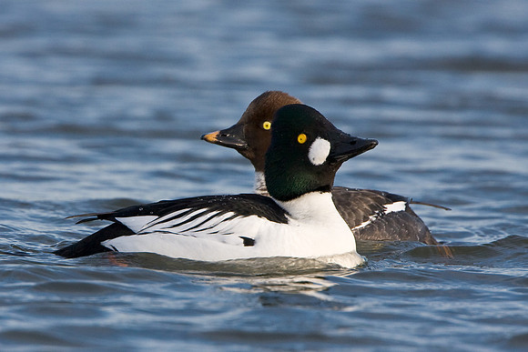Common Goldeneye, male & female