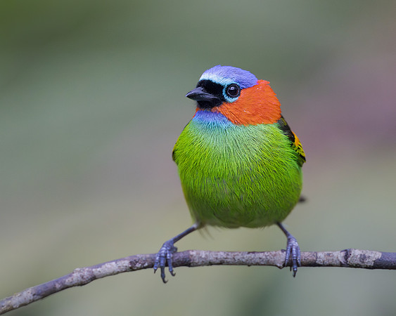 Red-necked Tanager