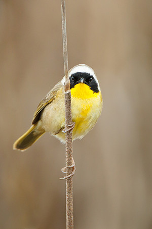 Common Yellowthroat