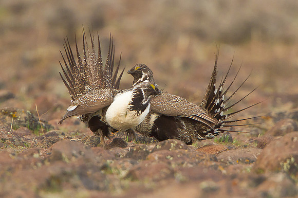Greater Sage Grouse, sparing