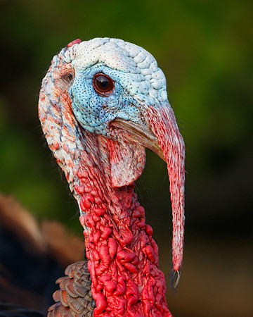 Wild Turkey