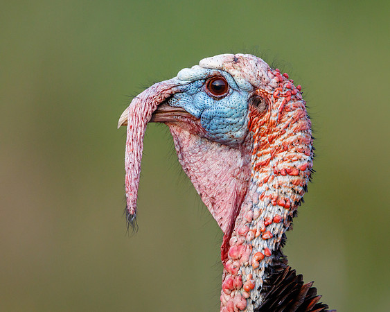 Wild Turkey
