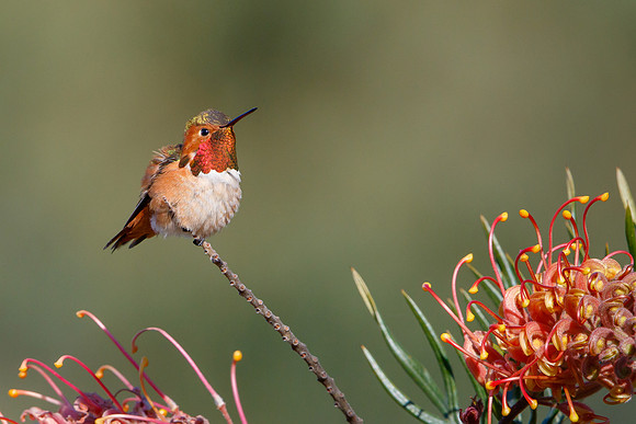 Allen's Hummingbird