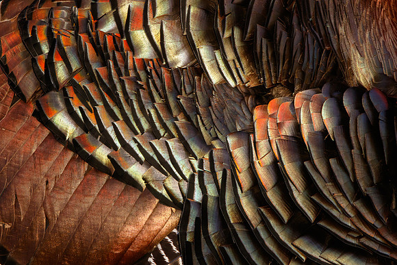 Wild Turkey