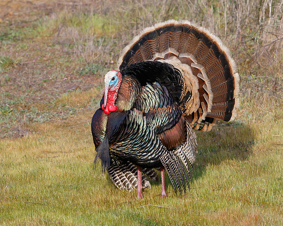 Wild Turkey