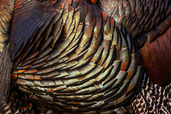 Wild Turkey