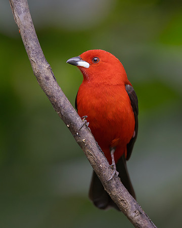 Brazilian Tanager
