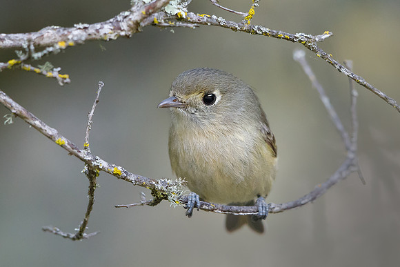 Hutton's Vireo