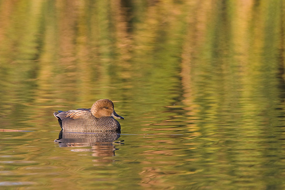 Gadwall