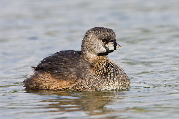 Pied-billed Grebe