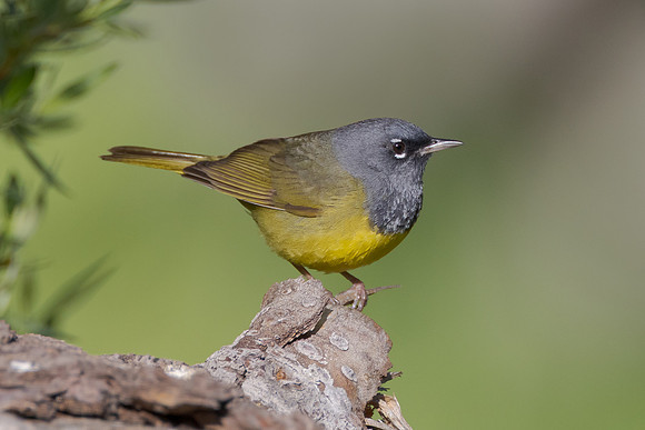 MacGillvray's Warbler