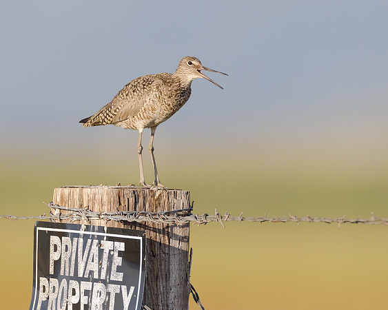 Willet