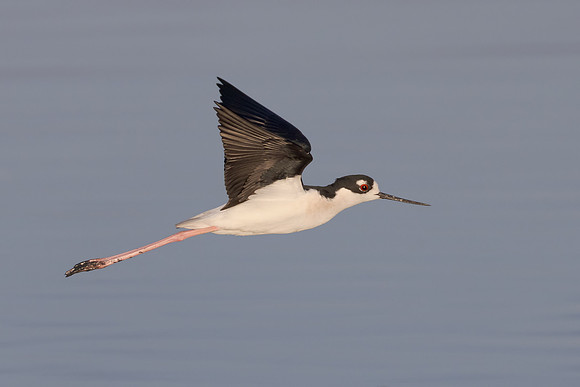 Black-necked Stilt