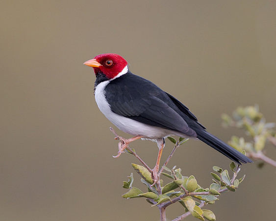 Yellow-billed Cardinal