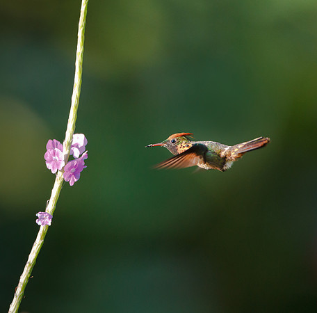 Tufted Coquette, male feeding
