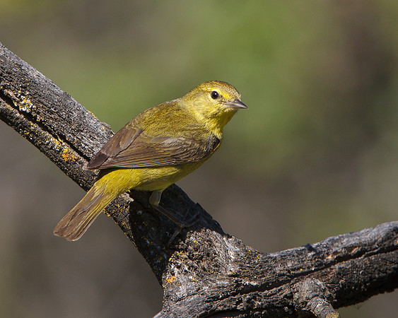 Orange-crowned Warbler