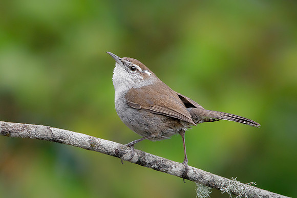 Bewick's Wren