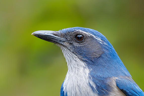 California Scrub-Jay