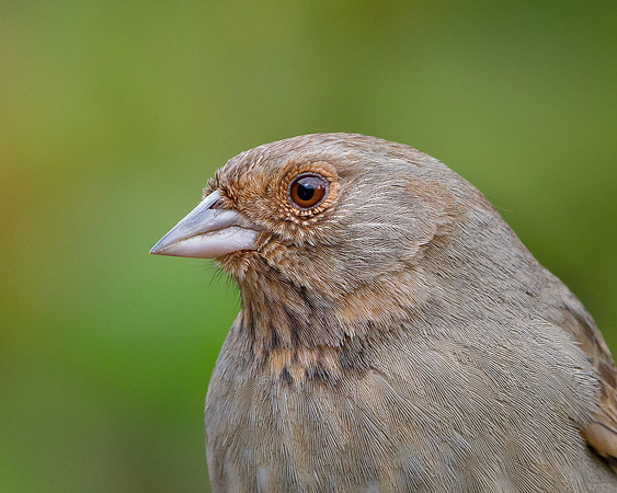 California Towhee