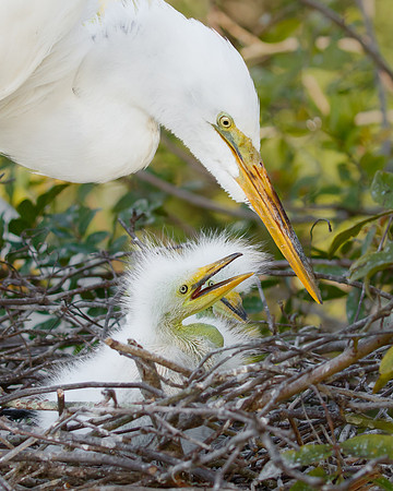Great Egret, nest with chicks