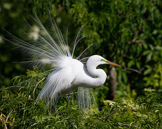 Great Egret, courtship display
