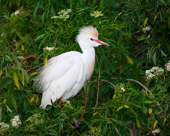 Cattle Egret