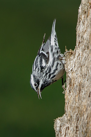 Black-and-White Warbler