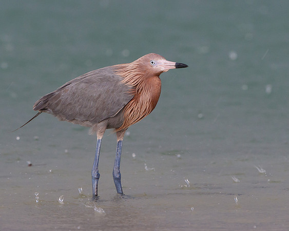 Reddish Egret, caught in the rain