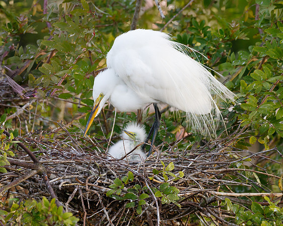 Great Egret, nest with chicks