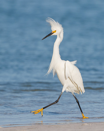 Snowy Egret