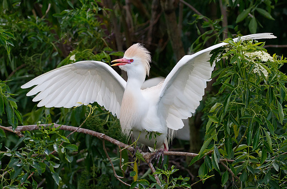 Cattle Egret
