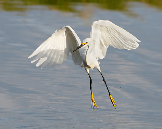 Snowy Egret