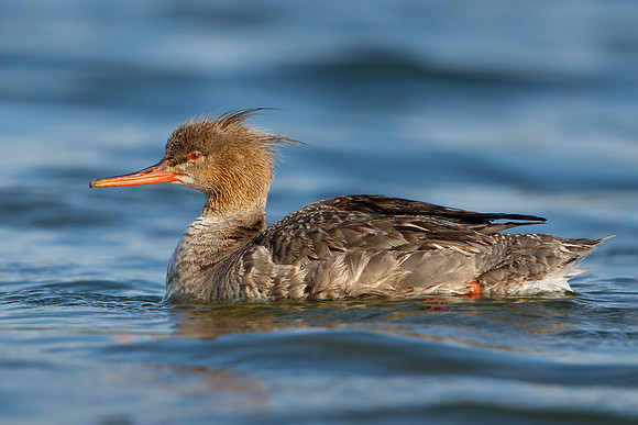 Red-breasted Merganser