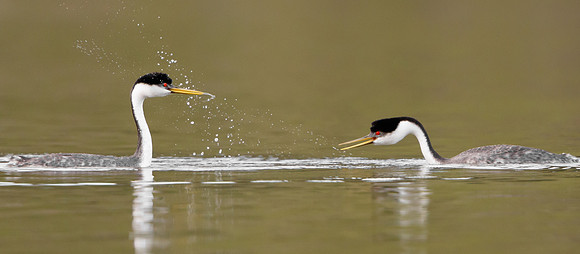 Western Grebes, courtship display