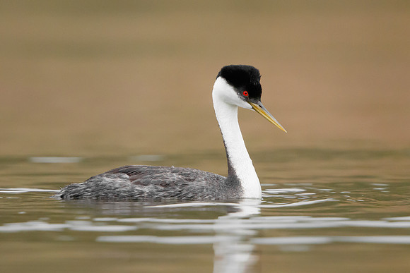 Western Grebe