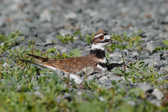 Killdeer, on nest