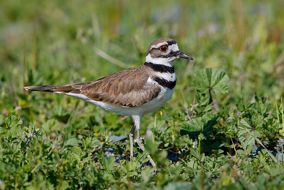 Killdeer