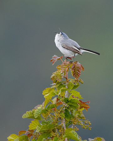 Blue-gray Gnatcatcher singing