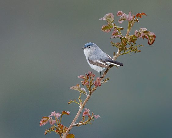 Blue-gray Gnatcatcher