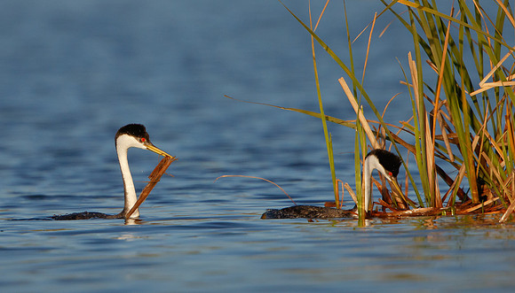 Western Grebes, courtship