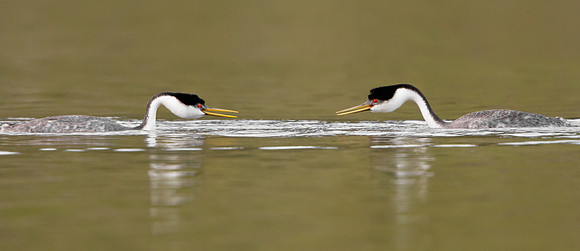 Western Grebes, courtship display
