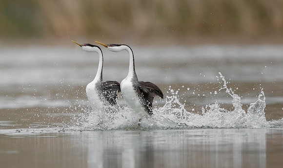 Western Grebe, courtship display