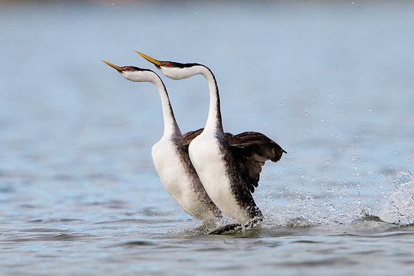 Western Grebes, courtship