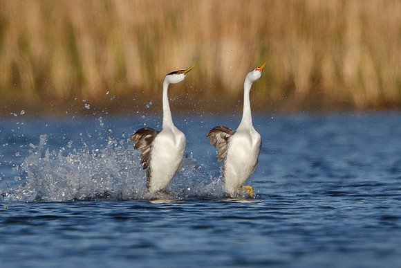 Western and Clark's Grebes, courtship