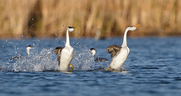 Western and Clark's Grebes, courtship