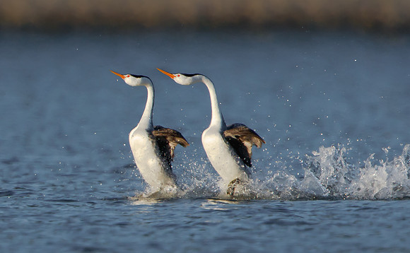 Clark's Grebes, courtship